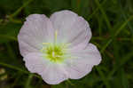 Showy evening-primrose